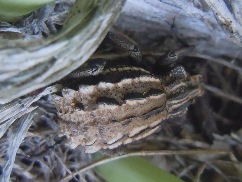 Curculionidi dal Nord Sardegna: Brachycerus albidentatus